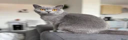British Shorthair cats for sale: Pebble - Gorgeous Girl Looking For New Home - Advert 2