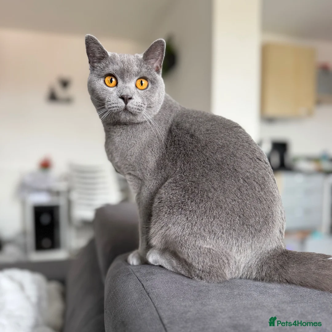 British Shorthair cats for sale: Pebble - Gorgeous Girl Looking For New Home - Advert 2