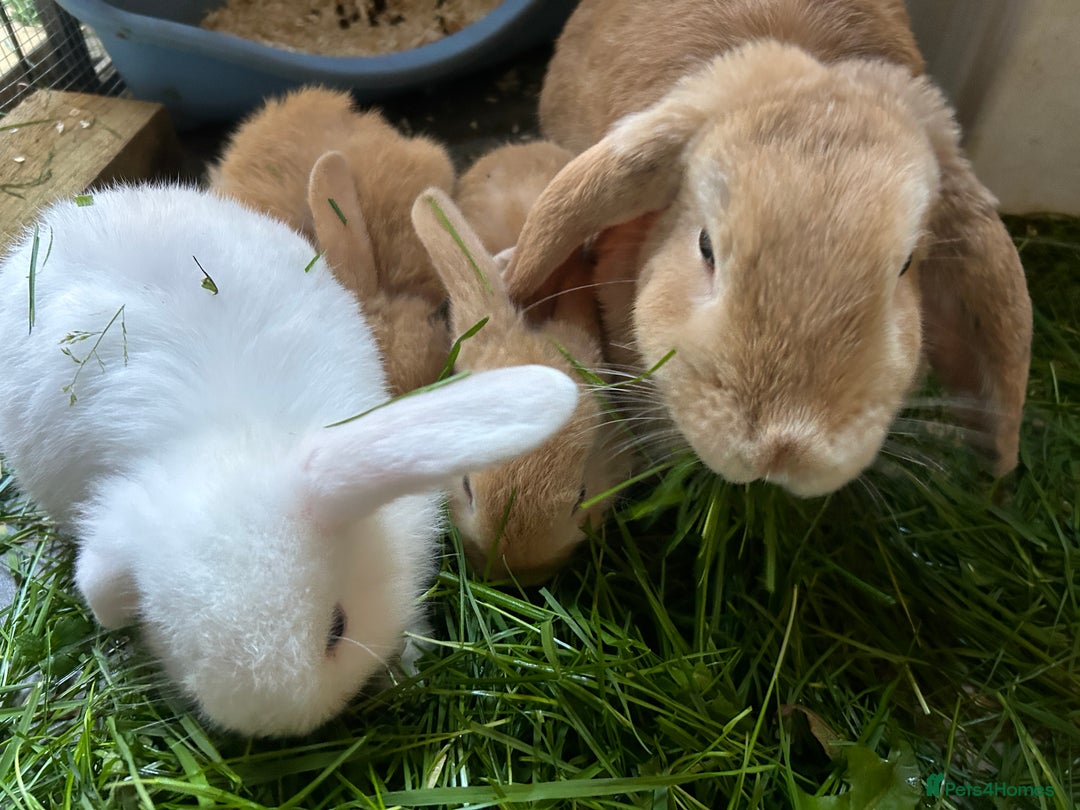 Dwarf Lop rabbits for sale: Baby bunnies looking for forever homes - Image 13