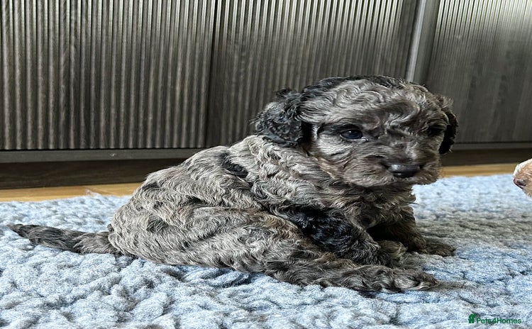 Cavapoo dogs - Advert 13