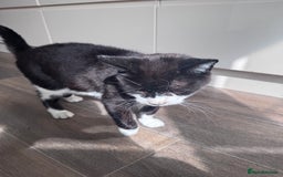 Mixed Breed cats for sale: X2 male cats Batman & Blacky - Image 12