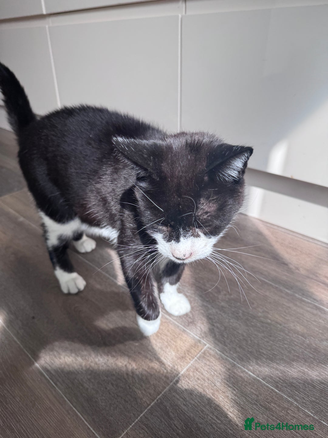 Mixed Breed cats for sale: X2 male cats Batman & Blacky - Image 12