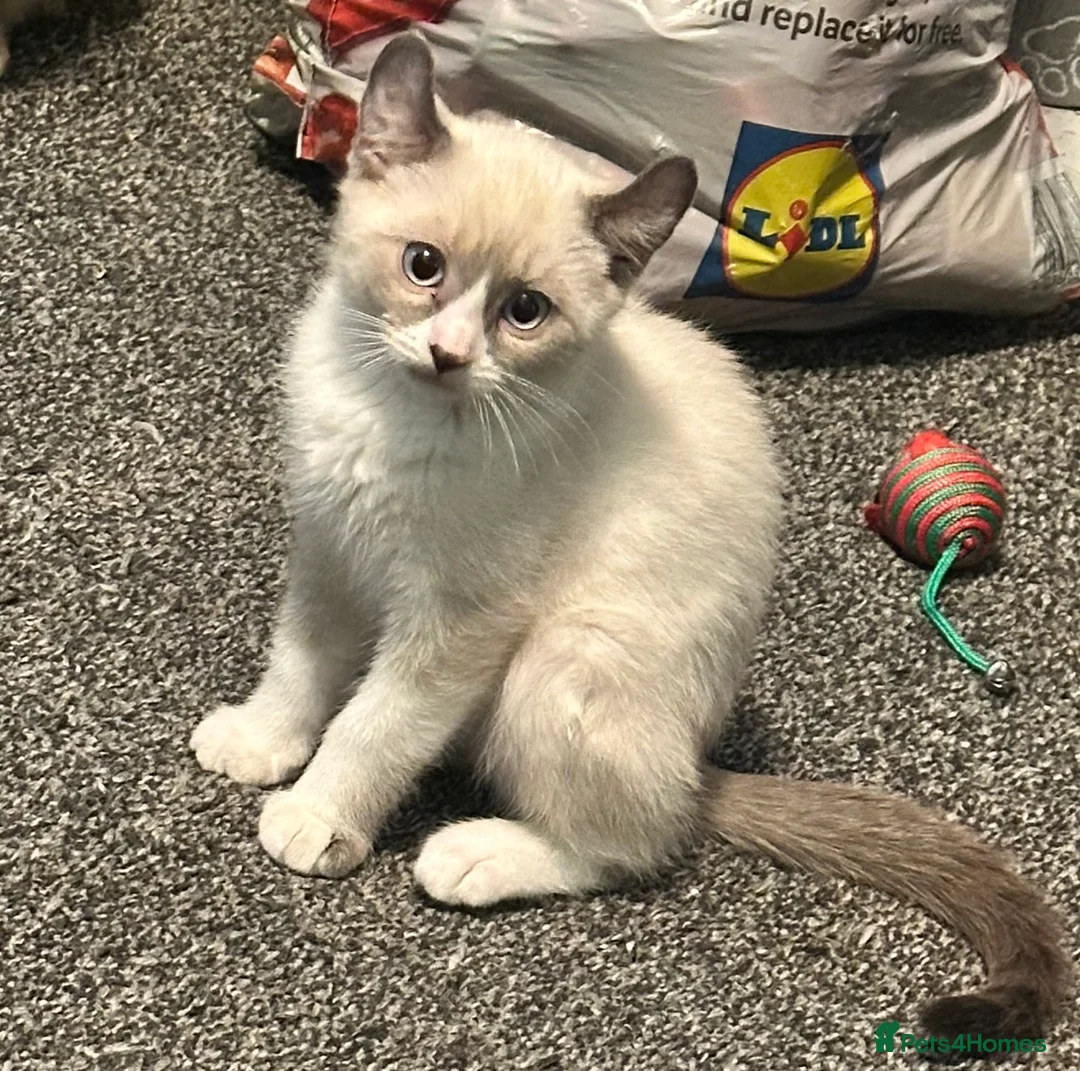 Mixed Breed cats for sale: Price lowered for handsome boy  - Advert 26