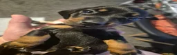 Miniature Dachshund dogs for sale: Miniature dashaund for sale  in Telford - Advert 22