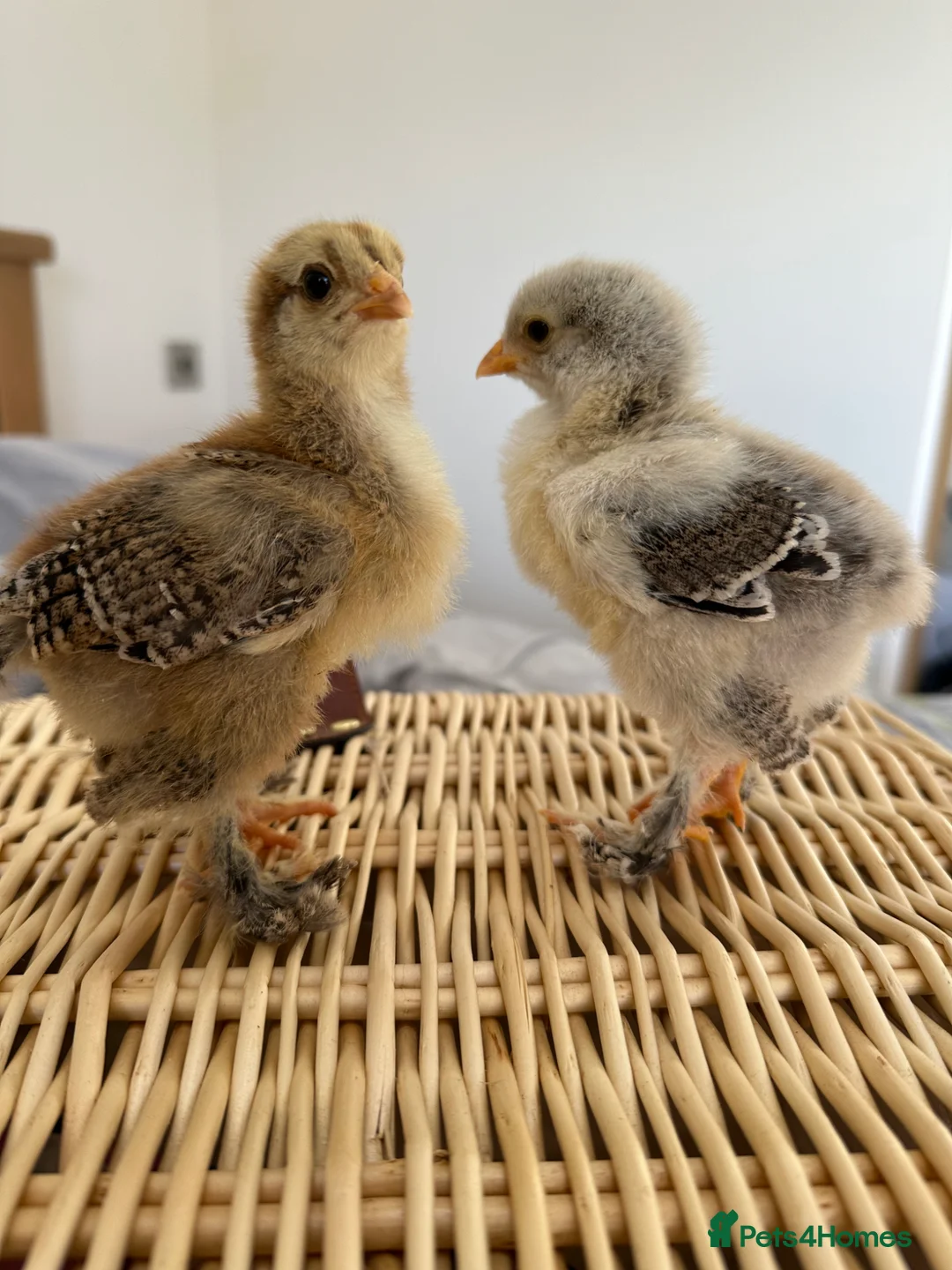 Chickens poultry for sale: Brahma Chicks in Halifax - Advert 1