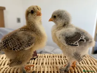 Chickens poultry Brahma Chicks - Advert 2