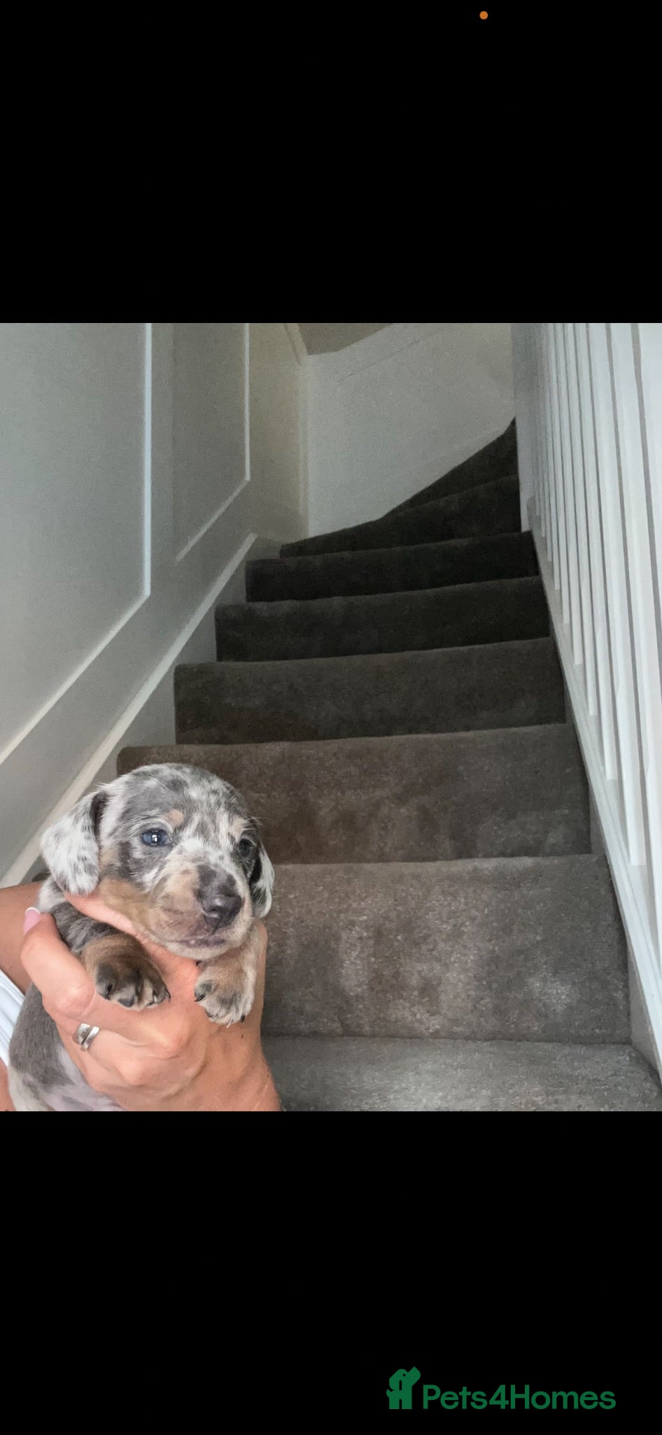 Miniature Dachshund dogs True miniature dachshunds  - Advert 5