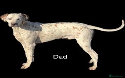 Dalmatian dogs for sale: 8 Gorgeous Dalmatian Puppies - Image 12