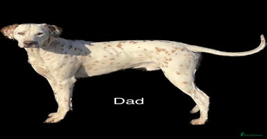 Dalmatian dogs - Advert 2