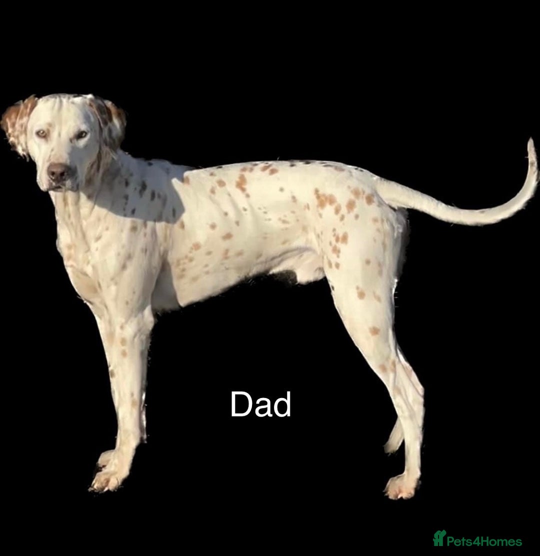 Dalmatian dogs for sale: 8 Gorgeous Dalmatian Puppies - Image 12