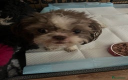 Shih Tzu dogs for sale: Shih tzu girl  - Image 4