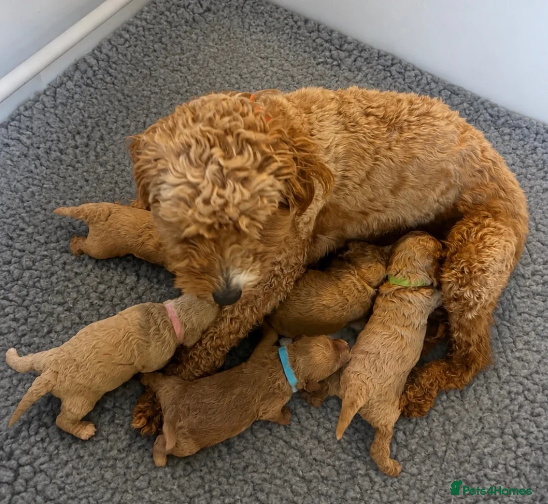 Cavapoo dogs for sale: ❤️ BEAUTIFUL F1B CAVAPOO PUPPIES 💙 - Advert 2