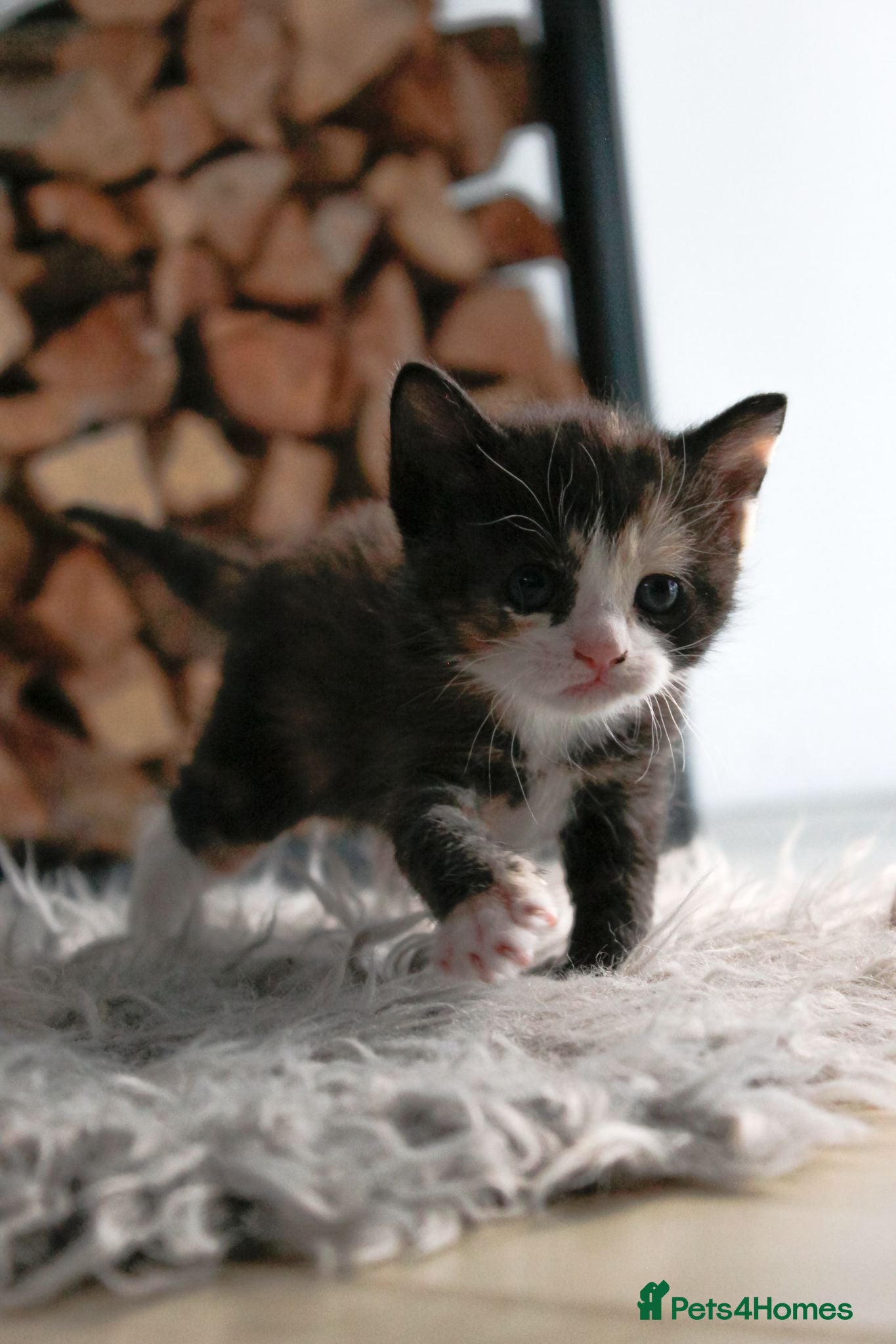 Mixed Breed cats Adorable kitens - Advert 4