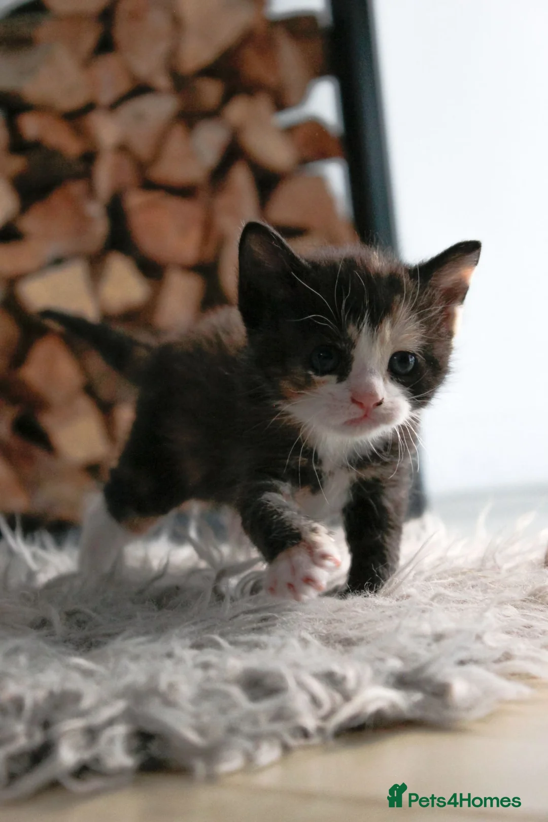Mixed Breed cats for sale: Adorable kitens - Advert 1