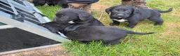 Mixed Breed dogs for sale: Sprockerdors - Advert 3