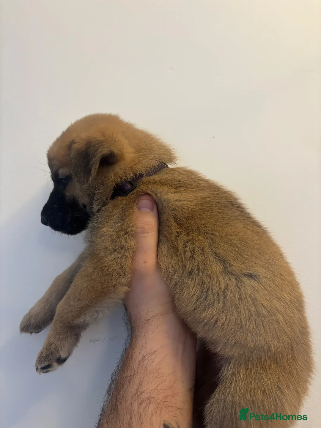 Mixed Breed dogs for sale: German Shepard X Belgian Malinois in Sunderland - Advert 26