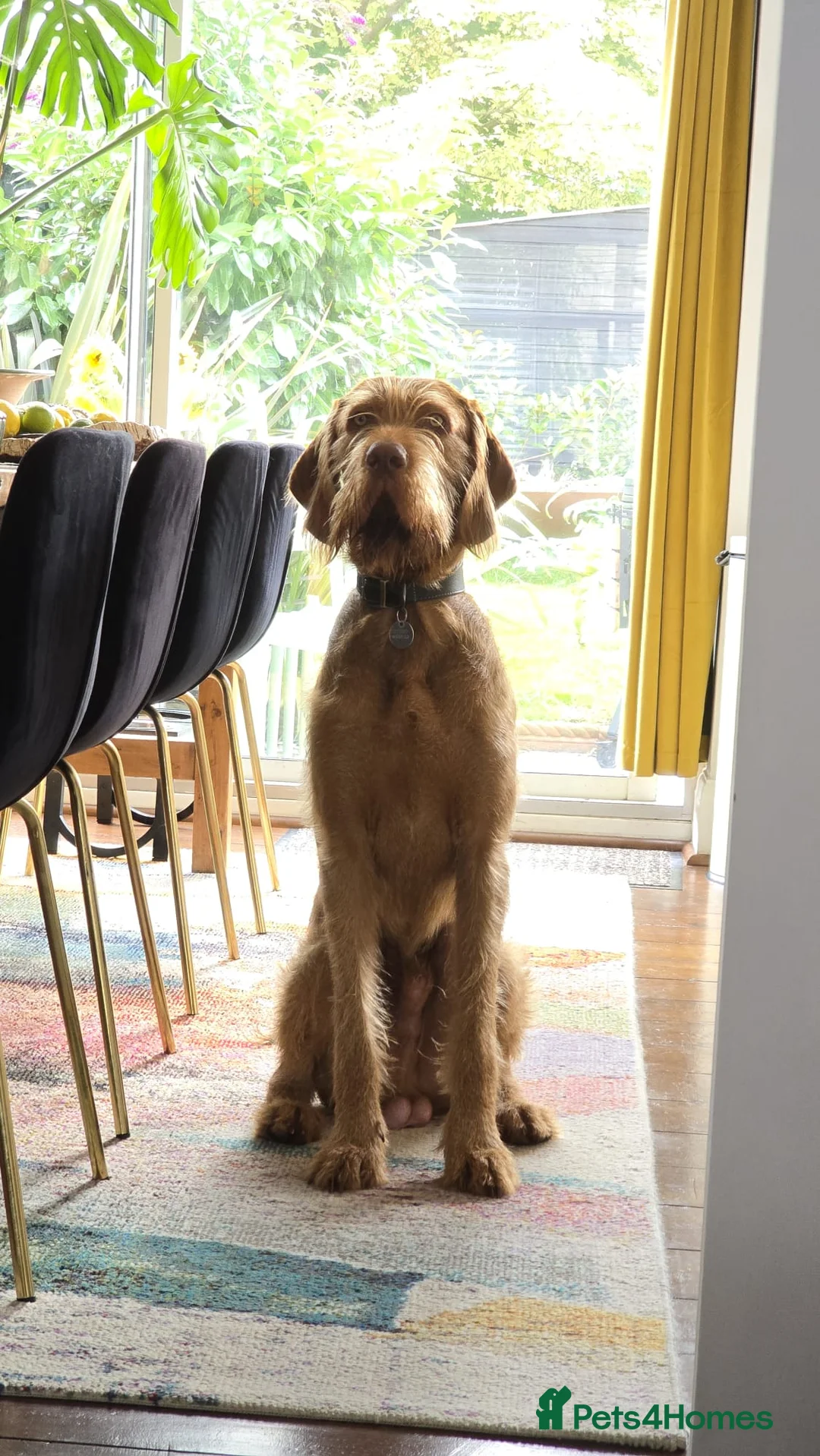 Hungarian Vizsla dogs for sale: Wirehaired vizsla puppies  - Advert 30