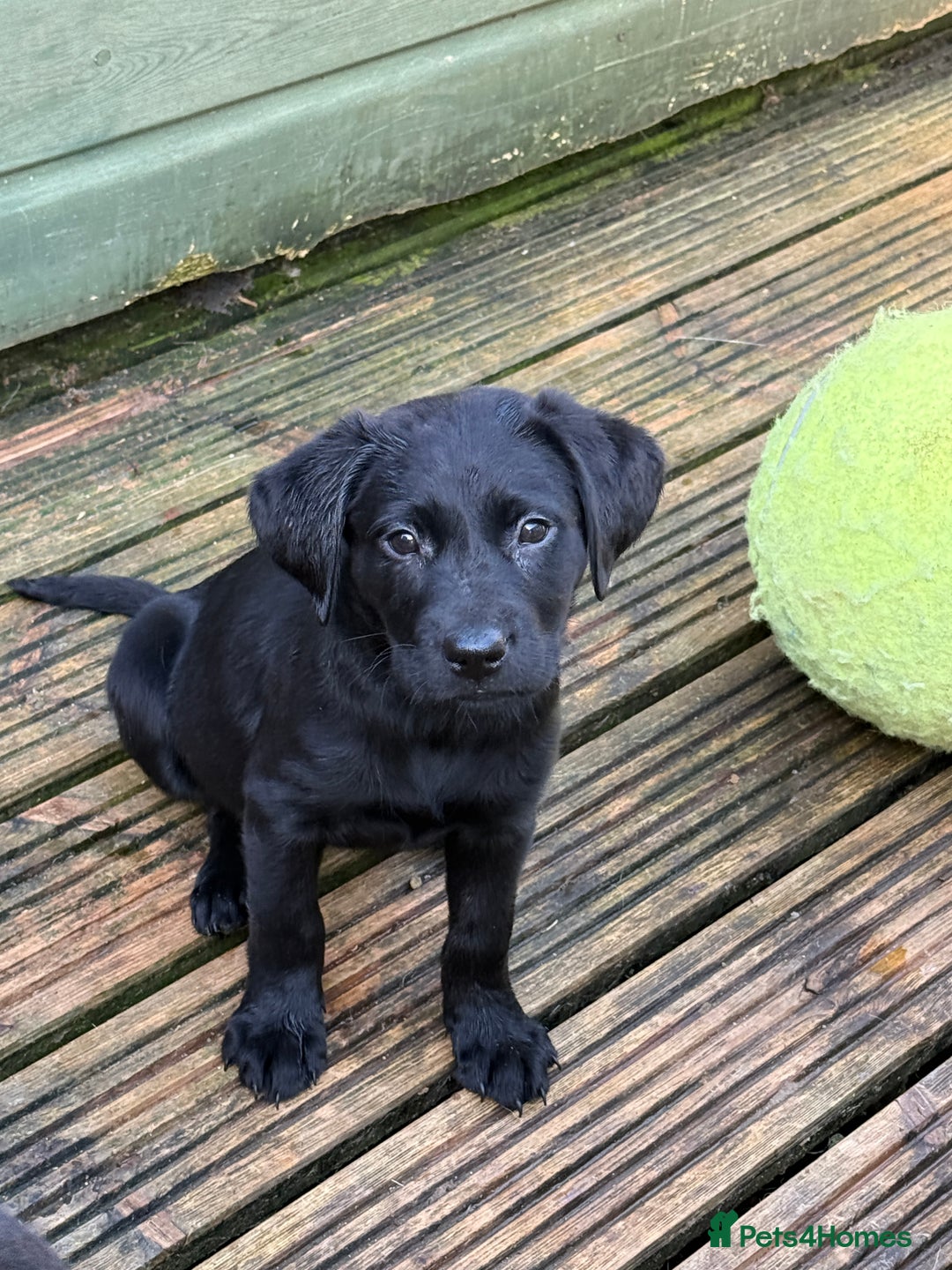 Labrador Retriever dogs for sale: Stunning Labrador puppies for sale  in Lostwithiel - Image 25