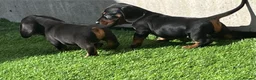 Miniature Dachshund dogs for sale: Mini dachshund boy in Coventry - Advert 9