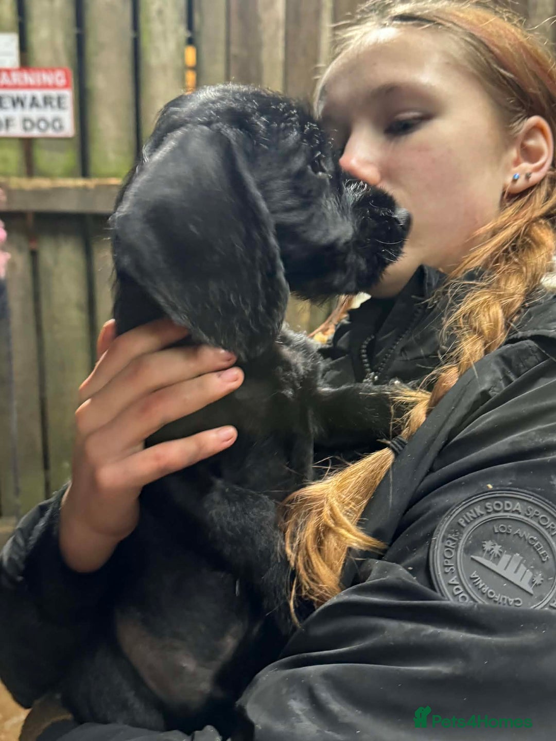 Mixed Breed dogs for sale: Stunning pups looking for new home  - Advert 8