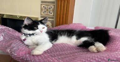 Mixed Breed cats - Advert 15