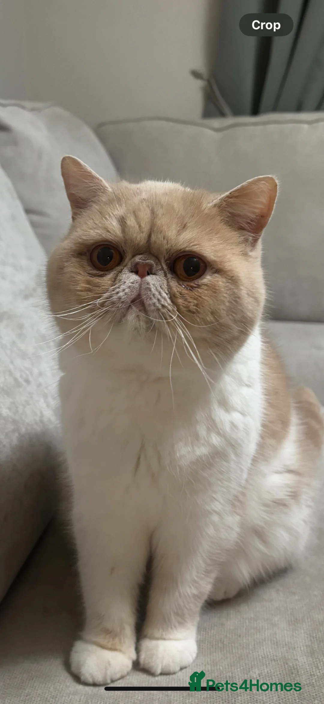 Exotic cats for sale: Stunning  - Advert 2