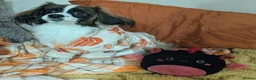 Papillon dogs for sale: HEALTH TESTED Papillon & Phalene  - Advert 18