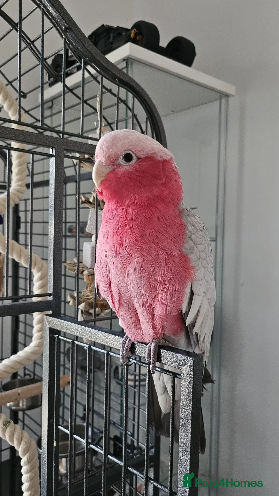 Parrots birds for sale: Galah cockatoo pair - Advert 1