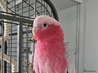 Parrots birds Galah cockatoo pair - Advert 1