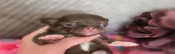Chihuahua dogs for sale: Xx stunning Quality Kc chocolate litter Xx - Advert 13