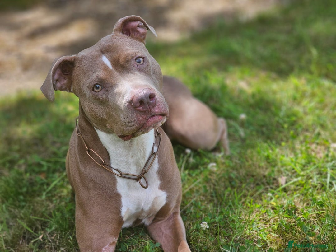 Staffordshire Bull Terrier dogs for sale: Stunning Staffordshire Bullterrier Puppies  - Image 9