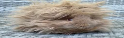 Guinea Pig rodents for sale: Purebred Lunkarya - Advert 12