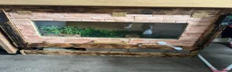 Python Snake reptiles for sale: Champagne ball python (With full set-up) - Advert 8