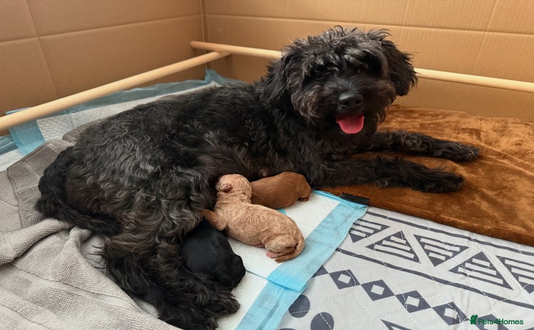 Schnoodle dogs - Advert 1