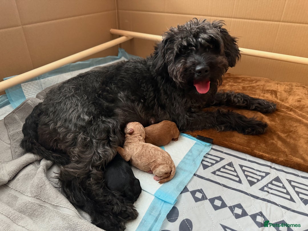 Schnoodle dogs for sale: Adorable Schnoodle Puppies Looking for Loving Home - Image 1