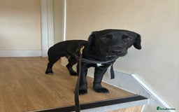 Mixed Breed dogs for sale: 8 Month Old Cocker Spanial x German Shepard Bruno - Image 4