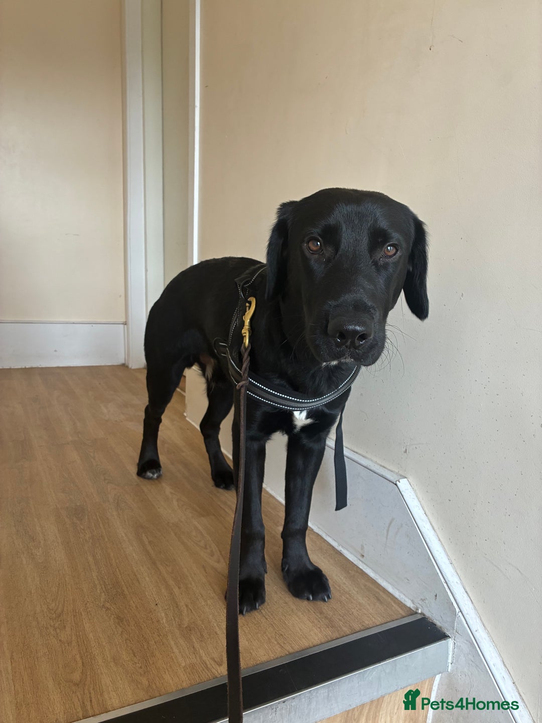 Mixed Breed dogs for sale: 8 Month Old Cocker Spanial x German Shepard Bruno - Image 4