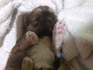 Shih Tzu dogs imperial shih tzu pups - Advert 17