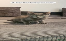 Russian Blue cats for sale: Russian blue kitten  - Image 1