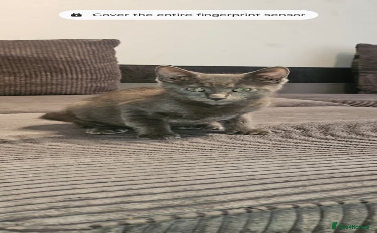 Russian Blue cats - Advert 1