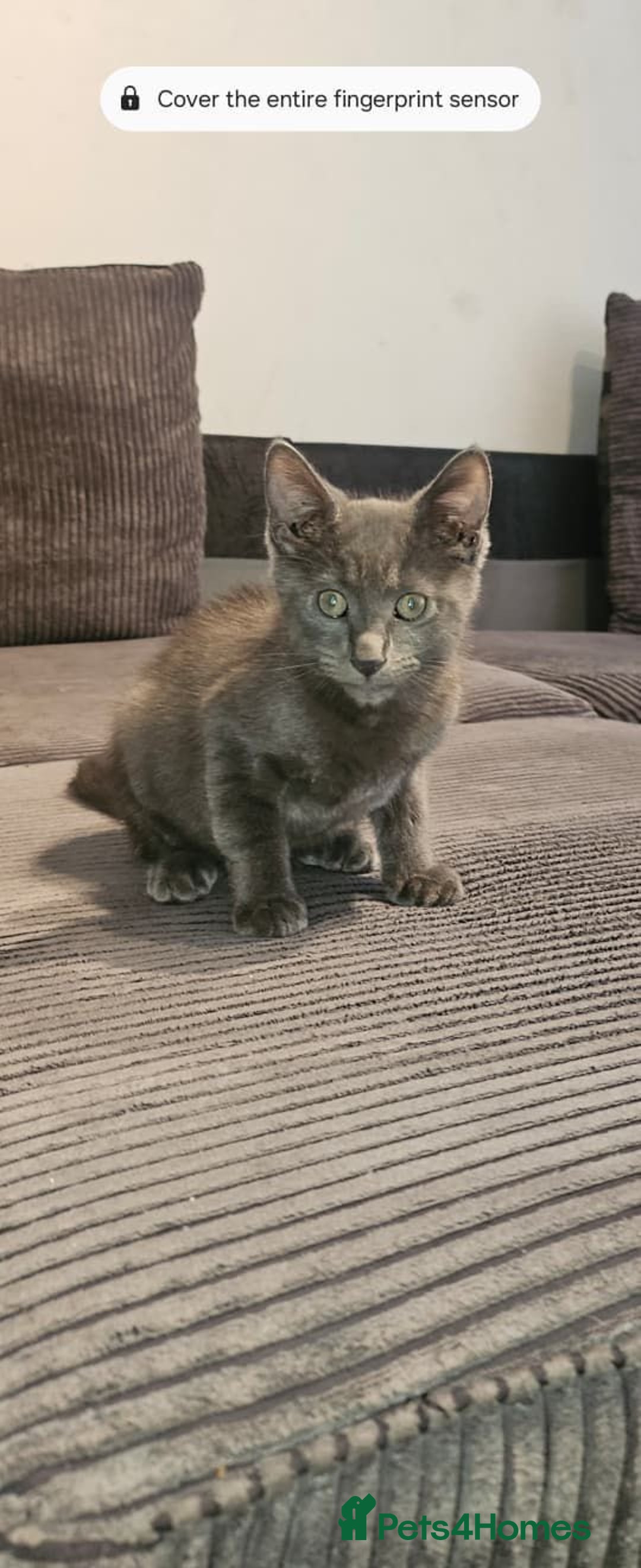 Russian Blue cats for sale: Russian blue kitten  - Image 1