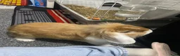 Mini Lop rabbits for sale: Mini lop Rabbit *Boy* 6 months old - Advert 5