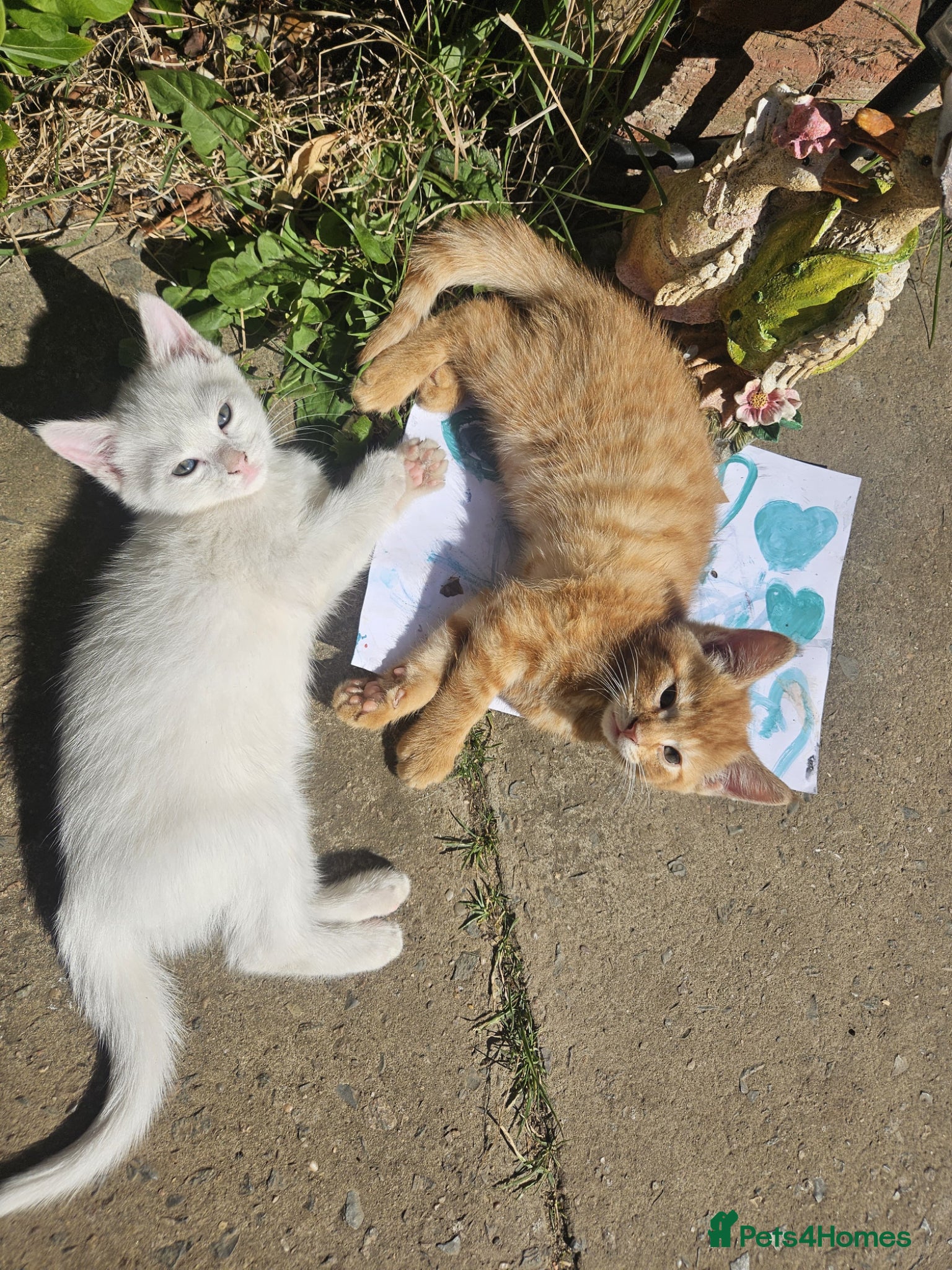 Mixed Breed cats ​Perfect Family Kittens: Kid & Dog Friendly! 🐾 - Advert 4