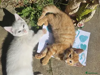 Mixed Breed cats Perfect Family Kittens: Kid & Dog Friendly! 🐾 - Advert 4