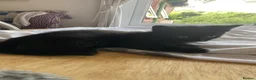 British Shorthair cats for sale: 4 Black Kittens in Dover - Advert 5