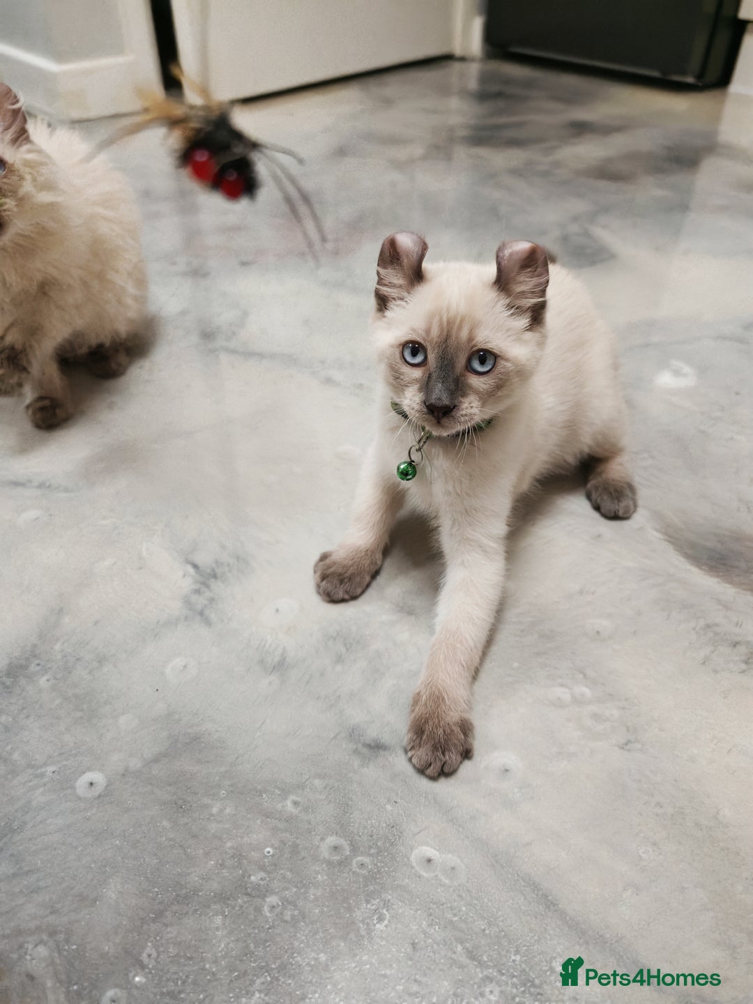 American Curl cats for sale: RARE, Unique, Affectionate American Curl Kittens!  - Advert 35