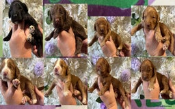 Cockapoo dogs for sale: F1 mini Cockapoos 30 dna health tested clear  - Image 1