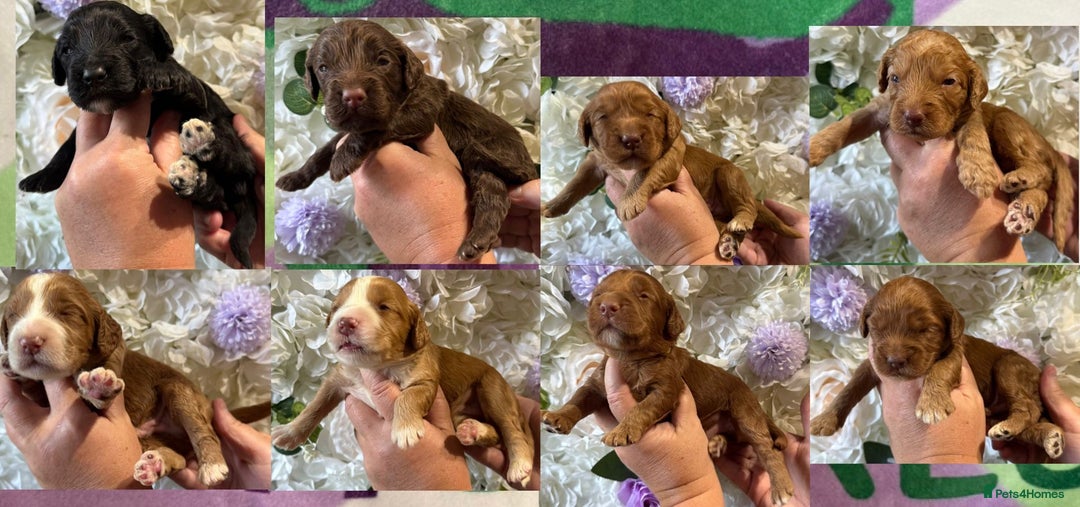Cockapoo dogs for sale: F1 mini Cockapoos 30 dna health tested clear  - Image 1