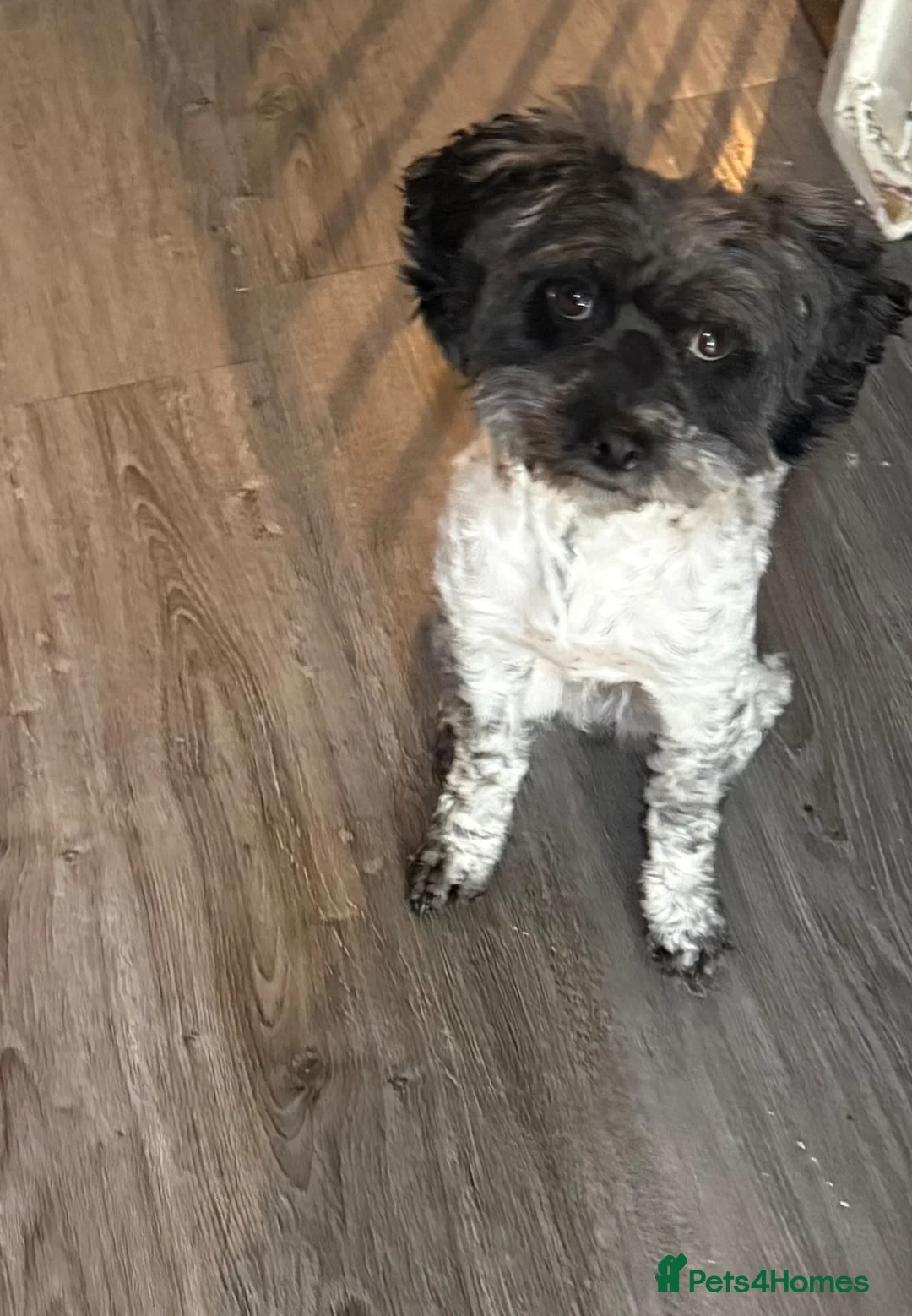 Cockapoo dogs for sale: Bella cockapoo in Redditch - Advert 1