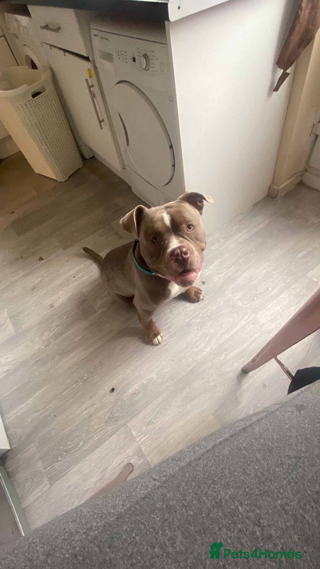 Mixed Breed dogs for sale: Blue  - Advert 1